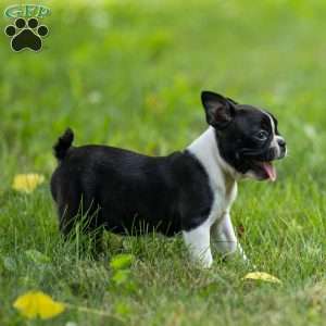 Kylie, Boston Terrier Puppy